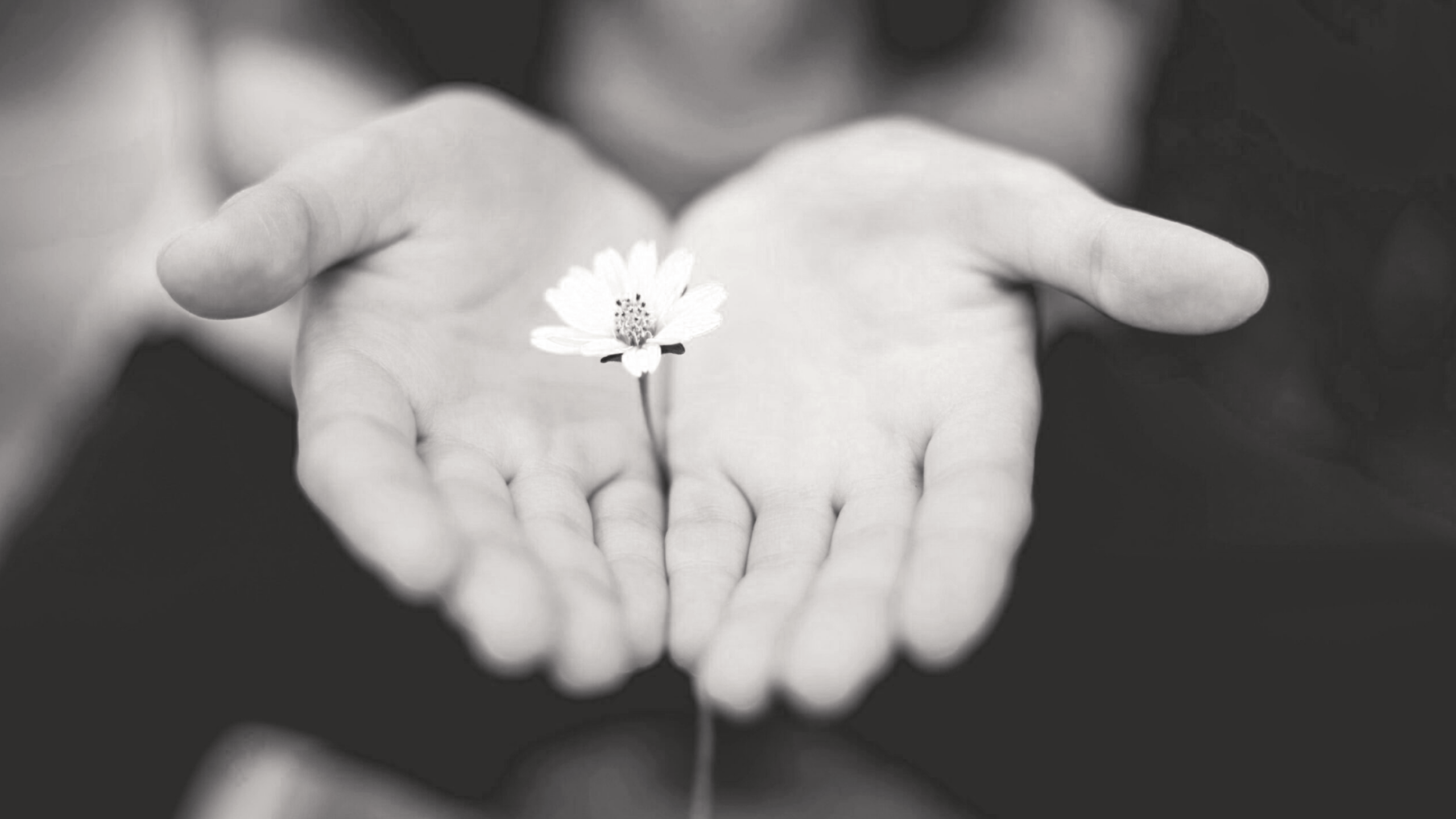 SPECIAL ADULTE<BR><BR>Formation d'une journée complète